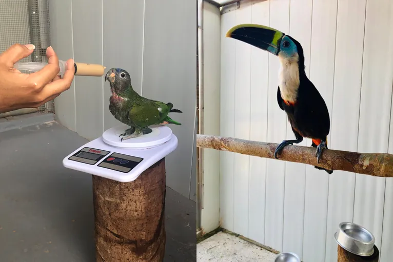 Animais de pequeno porte e tucano recebem assistência na unidade.