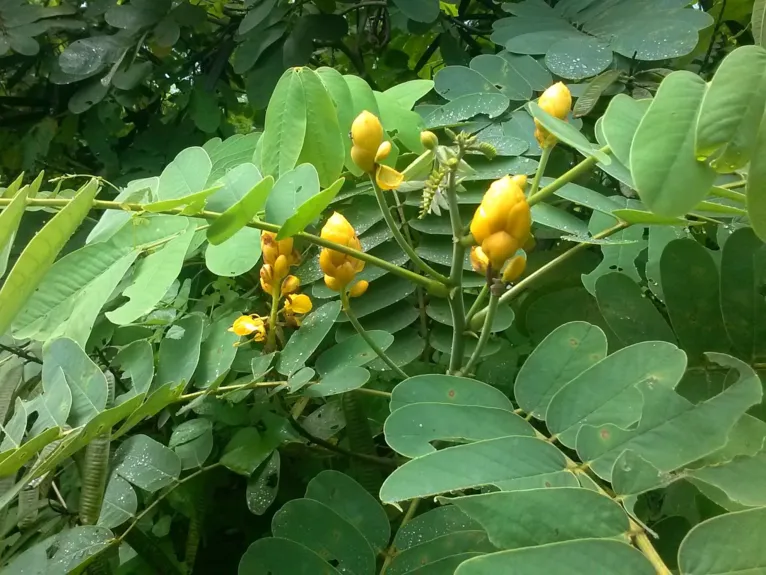 O mata-pasto. “Ao analisarmos a biomassa inteira da planta vimos que ela tem uma quantidade enorme de amido nas folhas, muito maior do que já encontramos em outras plantas”, compara Buckeridge.