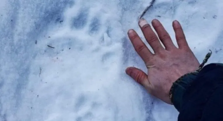 Irmão da vítima atacada por urso comparou tamanho da mão com o da pata do bicho
