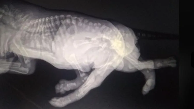 Cachorrinha sobrevive ao nascer com 6 patas e 2 caudas
