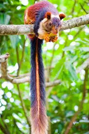 Esquilos gigantes e coloridos são encontrados em florestas da Índia