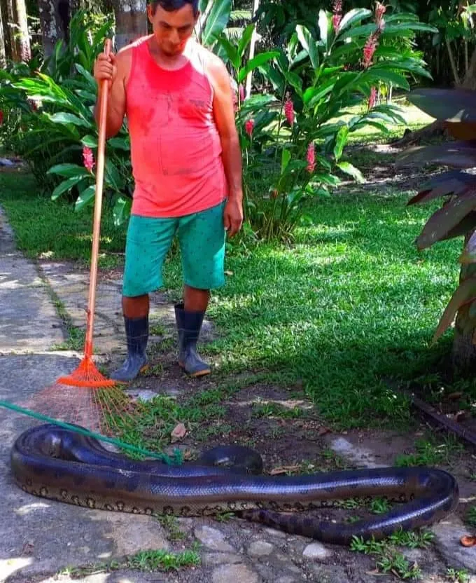 Sucuri de mais de 4 metros é encontrada na Grande Belém