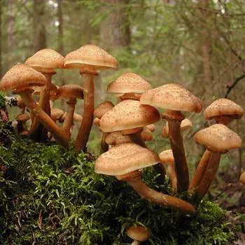 Cogumelos