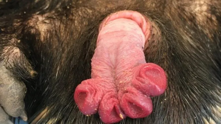 Órgão sexual do mamífero australiano é um mistério para Ciência