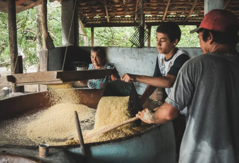 Farinha de Bragança agora é iguaria brasileira única