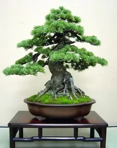 Bonsai