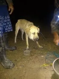 Cadela encontrada perdida na mata