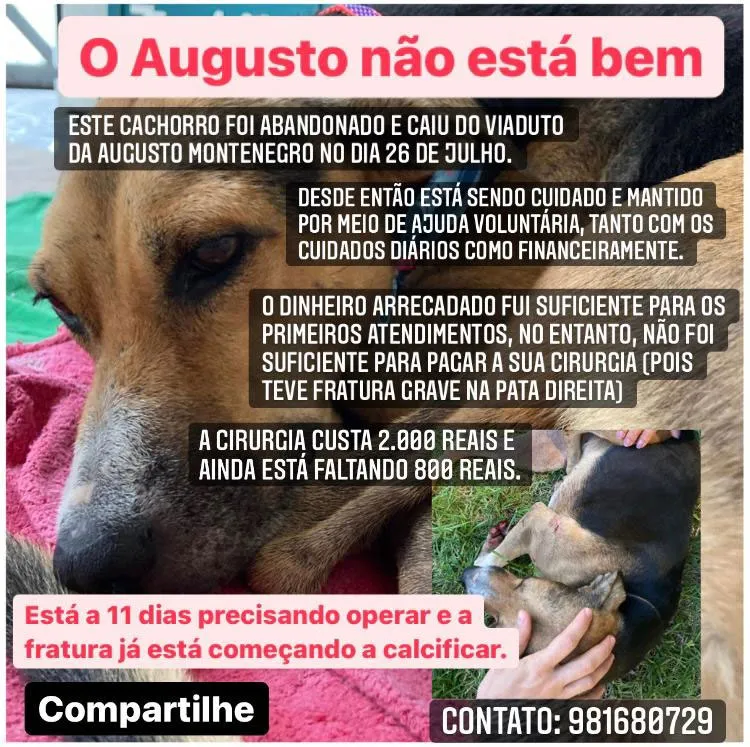 O pequenino precisa mais uma vez da sua ajuda!