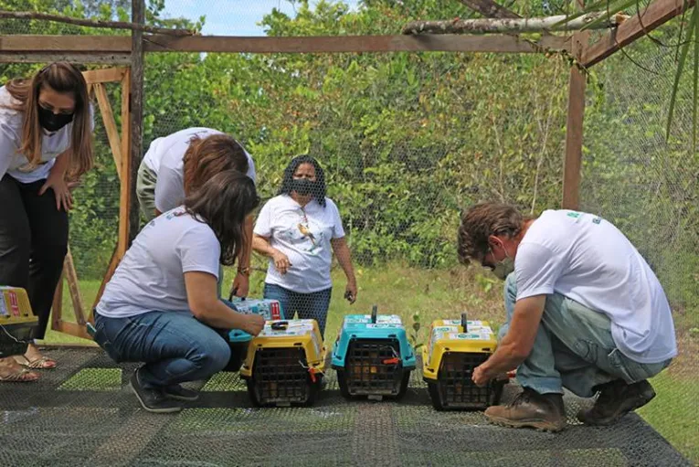 Casais de ararajubas chegam ao Parque do Utinga