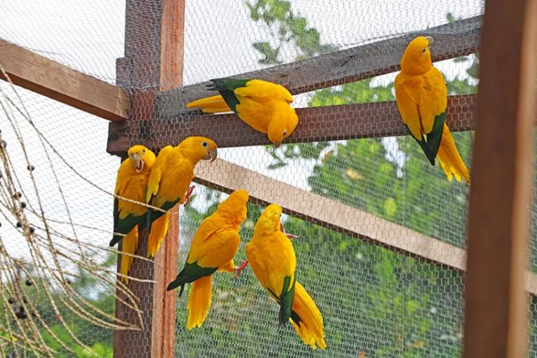 Casais de ararajubas chegam ao Parque do Utinga