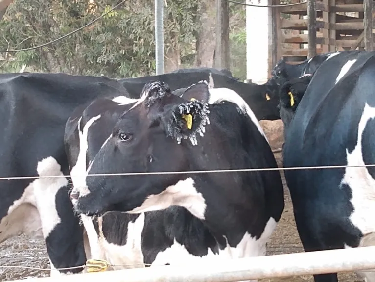Vaca com orelha congelada por conta de frio em Patrocínio