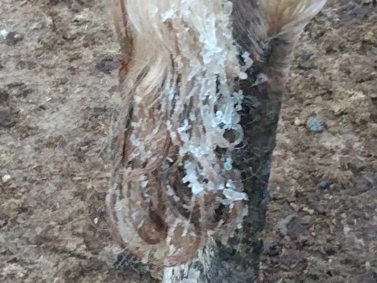 Rabo de vaca ficou congelado por causa do frio em Patrocínio