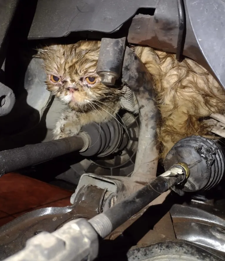 Gato Golias é encontrado sujo de óleo no motor do carro 