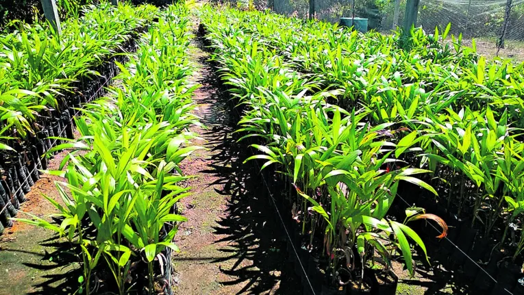 Gustavo Grotto investiu no sonho de instalar um projeto de frutas.