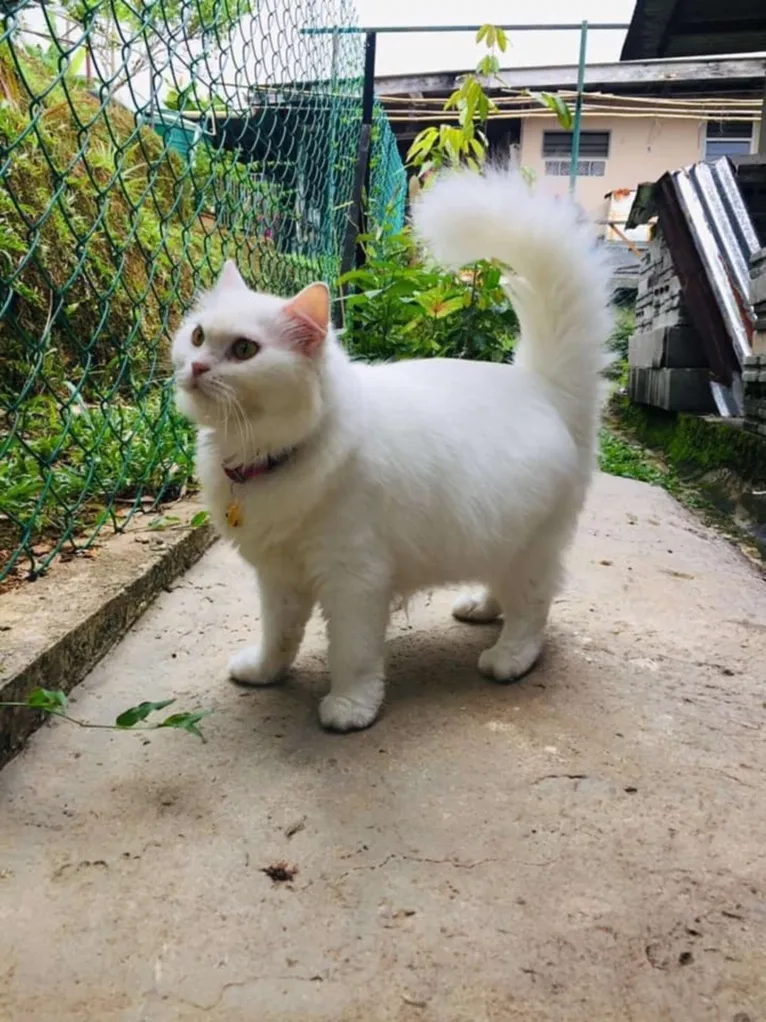 Gata ganha amor e um novo lar e tem aparência transformada