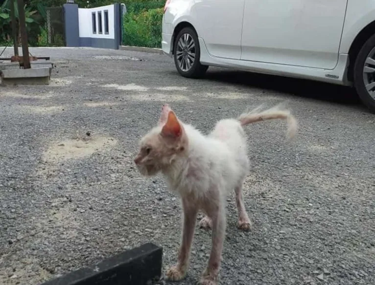 Gata ganha amor e um novo lar e tem aparência transformada