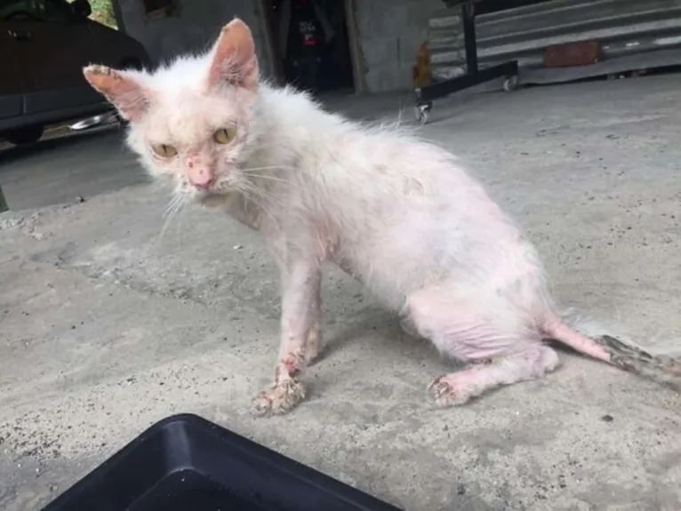 Gata ganha amor e um novo lar e tem aparência transformada