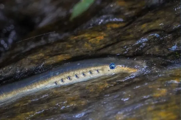 Animal possui olhos azuis e é ameaçado de extinção