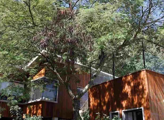 Luxuosa casa na árvore de Caio Blat está para alugar. Veja!