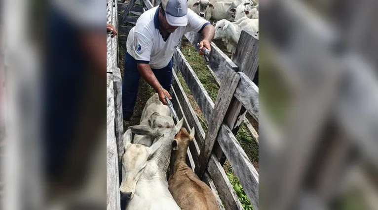 Nesta etapa da campanha, devem ser vacinados todo os rebanhos bovinos e bubalinos com idade de zero a 24 meses