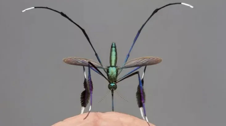 Fotografia feita pelo entomologista Gil Wizen mostra o mosquito “mais bonito do mundo”.