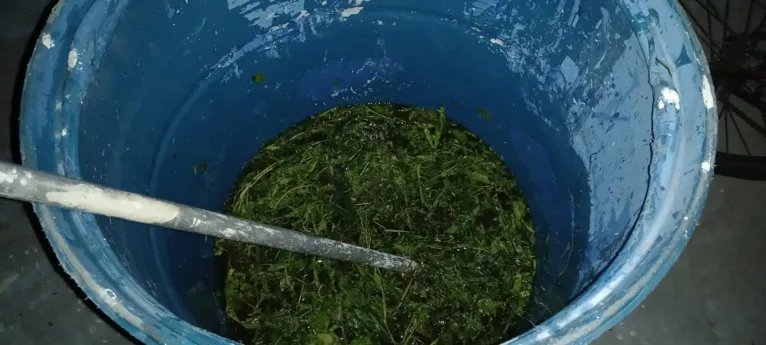 Estádio da Curuzu receberá banho de cheiro do Ver-o-Peso