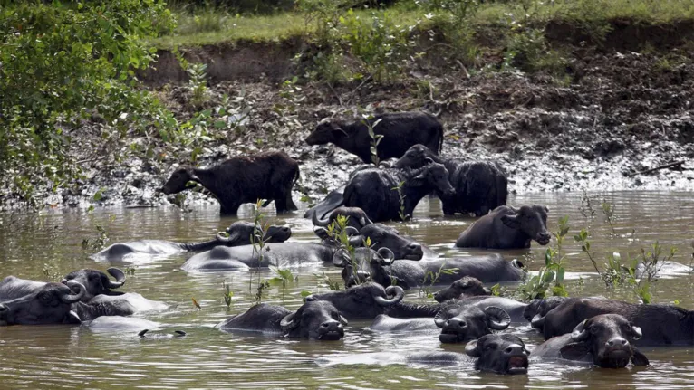 Animais são um dos símbolos do Marajó