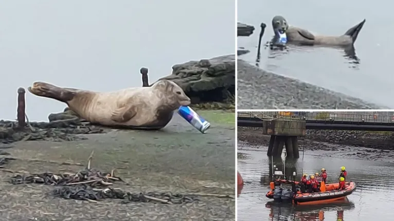 Foca é resgatada com lata de Red Bull presa na boca