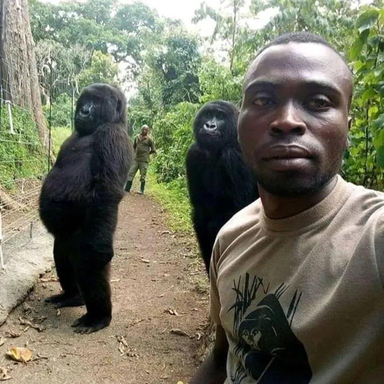 Selfie que fez a gorila ficar famosa