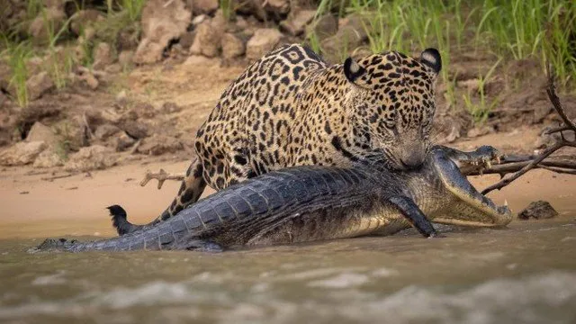 Onça mata jacaré para alimentar os filhotes; veja!