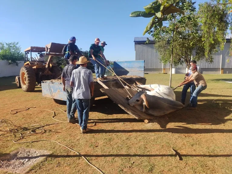 Oito pessoas tentam carregar animal que invadiu escola em Tatuí 