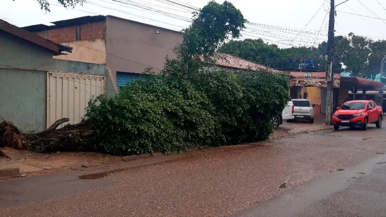Na avenida 2000 no bairro Belo Horizonte pelo menos uma árvore caiu, por sorte não havia ninguém no momento