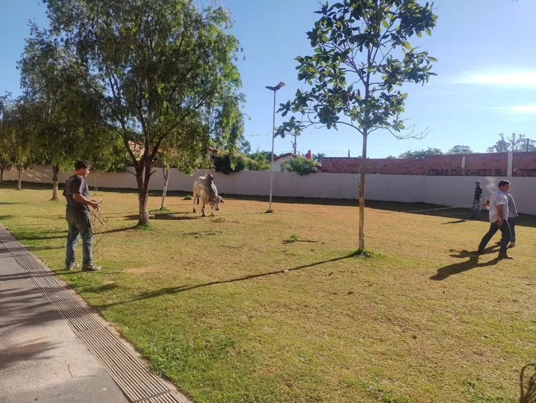 Boi que invadiu pátio de escola em Tatuí é capturado