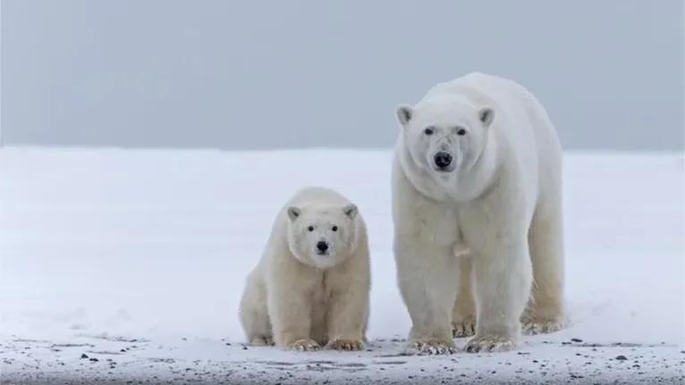 Cientistas canadenses descobriram que o tamanho do urso polar diminuiu - e eles também estão tendo menos filhotes.
