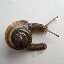 Caracol da espécie Macrochlamys