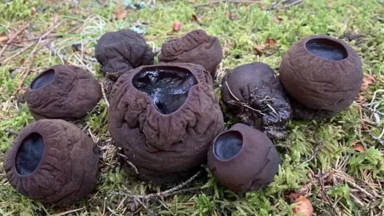 "caldeirão de bruxa" 