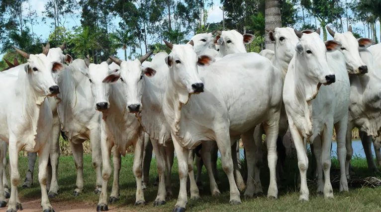 Com relação ao ranking local de produção bovina, os dados mostram que São Félix do Xingu continua sendo o maior produtor do rebanho bovino do Brasil