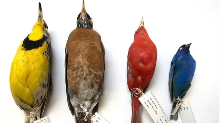 Uma análise de pássaros mortos coletados em Chicago ao longo de quase 40 anos mostrou que o tamanho total de várias espécies diminuiu com o aumento das temperaturas.
