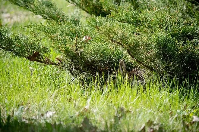 Desafio instiga a web; você consegue encontrar os animais?