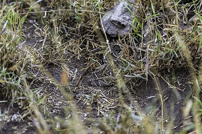 Desafio instiga a web; você consegue encontrar os animais?