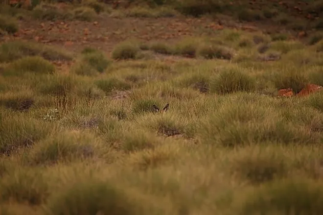 Desafio instiga a web; você consegue encontrar os animais?