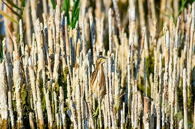 Desafio instiga a web; você consegue encontrar os animais?