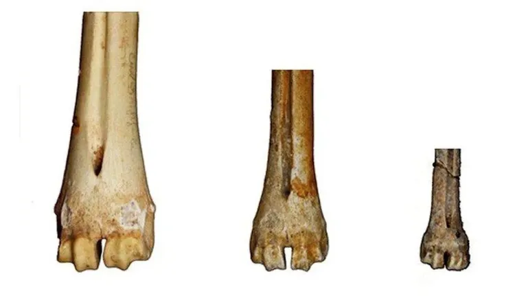 Os ossos de veado-vermelho na coleção do Museu de História Nacional do Reino Unido mostram variabilidade nos tamanhos dos corpos ao longo dos milênios.
