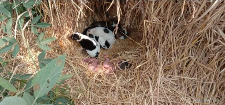 Cadela e filhotes salvam da morte bebê abandonado