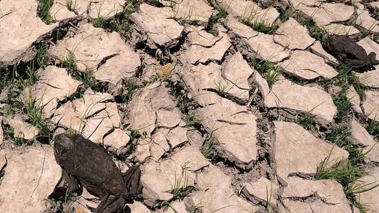 O tamanho do corpo é um fator chave na fertilidade de um animal, expectativa de vida e capacidade de sobrevivência.
