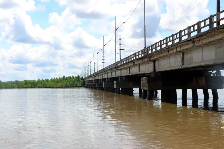 Parte da imensa vegetação da nova ilha já alcança a estrutura da ponte de Mosqueiro