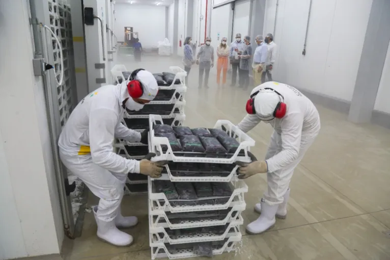 Indústria paranaense irá produzir polpa de açaí em Benevides