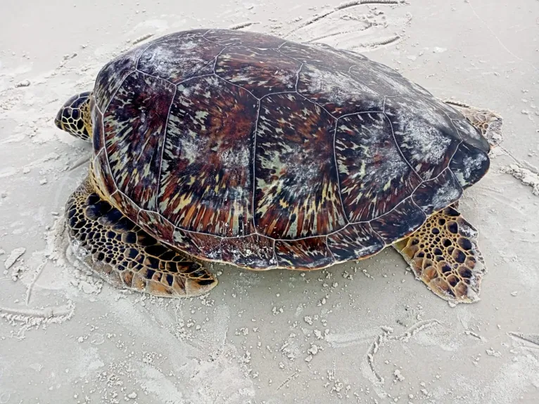 Tartaruga é da espécie Chelonia mydas, a tartaruga-verde.