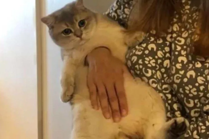 Foto de gato com "buraco no peito" assusta internautas