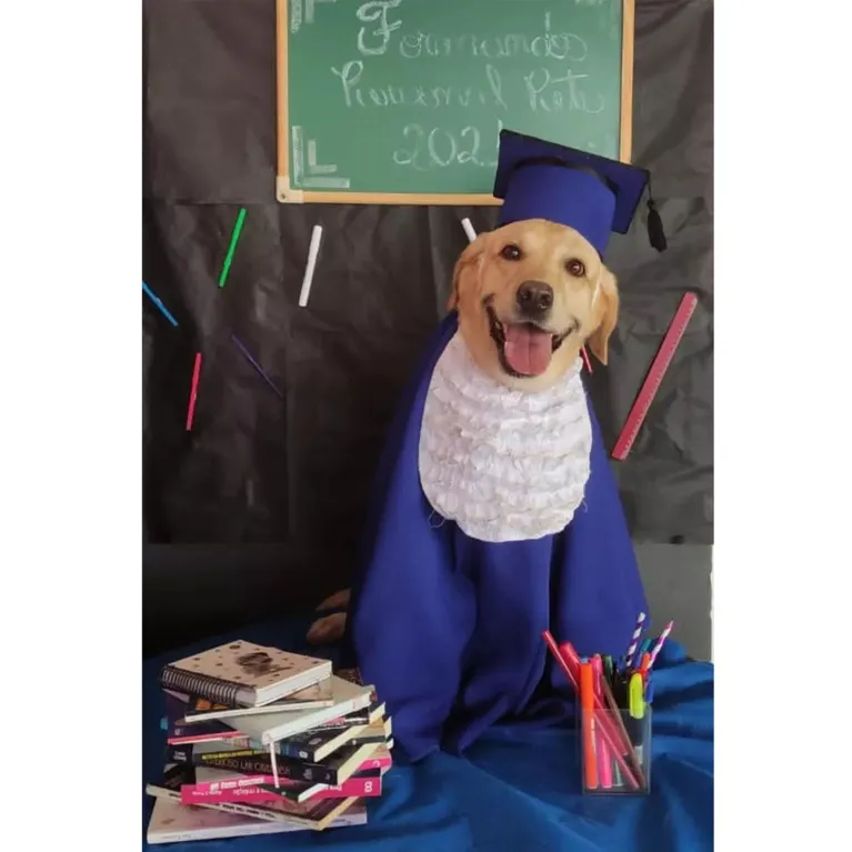 Cães ganham ensaio de formatura com beca e tudo; veja!